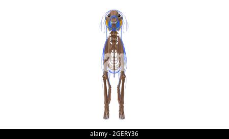 Interossei Muscle Dog Muscle Anatomy for Medical Concept 3D Illustration Stockfoto