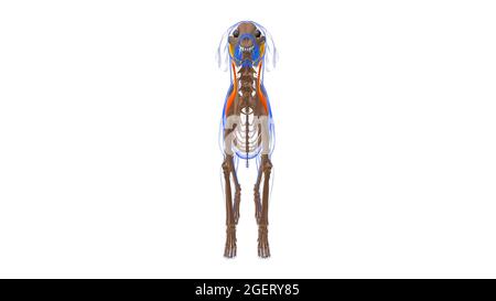 Omotransversarius Muscle Dog Muscle Anatomy for Medical Concept 3D Illustration Stockfoto