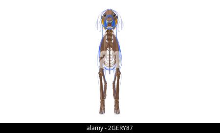 Mylohyoideus Muscle Dog Muscle Anatomy for Medical Concept 3D Illustration Stockfoto