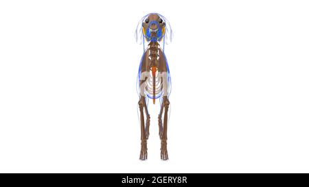 Tail Muscle Dog Muscle Anatomy for Medical Concept 3D Illustration Stockfoto