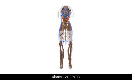 Splenius Muscle Dog Muscle Anatomy for Medical Concept 3D Illustration Stockfoto