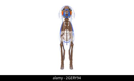 Masseter Muscle Dog Muscle Anatomy for Medical Concept 3D Illustration Stockfoto