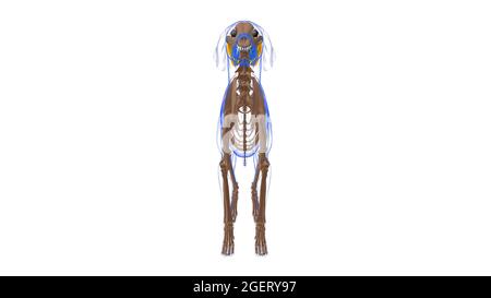 Rectus femoris Muscle Dog Muscle Anatomy for Medical Concept 3D Illustration Stockfoto