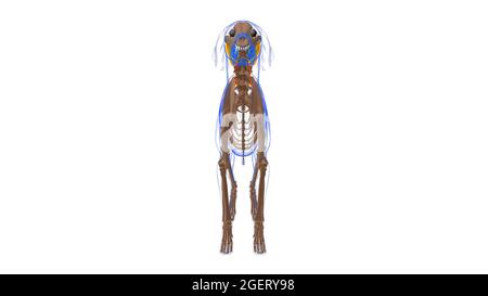 Rhomboideus Muscle Dog Muscle Anatomy for Medical Concept 3D Illustration Stockfoto