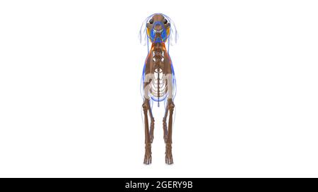 Trapez Pars cervicis Muscle Dog Muscle Anatomy for Medical Concept 3D Illustration Stockfoto