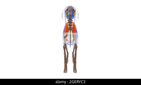 Supraspinatus Muscle Dog Muscle Anatomy for Medical Concept 3D Illustration Stockfoto