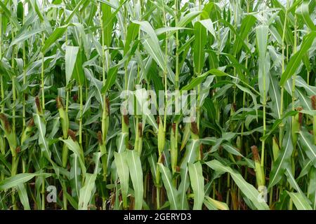 Frische grüne Maiz Blätter im August, Spätsommer. . Stockfoto