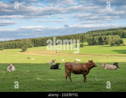 Kühe in Variationen von weiß, schwarz, braun und rot in grün grasbewachsenen Landschaft im Norden frankreichs in der Nähe von charleville Stockfoto