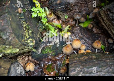 Eine Reihe von kleinen Pilzen, die im Frühherbst in einem feuchten Holzhaufen unter den Baumstämmen wachsen.
