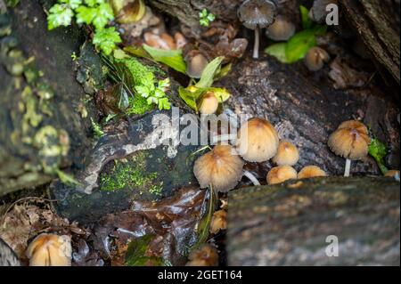 Eine Reihe von kleinen Pilzen, die im Frühherbst in einem feuchten Holzhaufen unter den Baumstämmen wachsen. Stockfoto