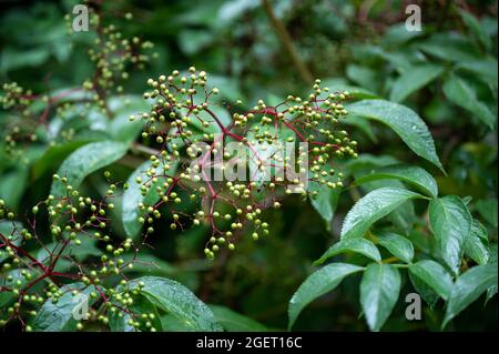 Masse kleiner grüner Holunderbeeren, die darauf warten zu reifen. Stockfoto