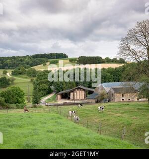 Schwarze und weiße Kühe in der Nähe des alten Bauernhofes in den französischen ardennen bei charleville in frankreich Stockfoto