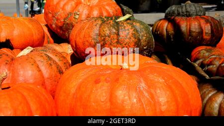 Im Sonnenschein von Kansas stehen große Haufen leuchtend orangefarbener Kürbisse, einige davon mit einem grünen Farbton, zum Verkauf. Stockfoto