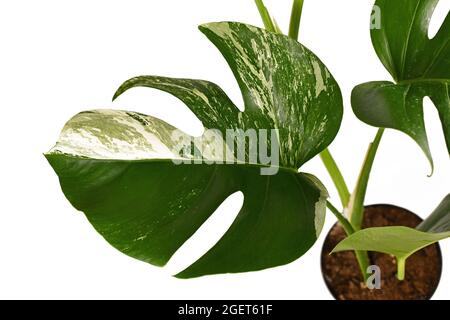 Blatt der tropischen 'Monstera Deliciosa Variagata'-Zimmerpflanze mit weißen Flecken isoliert auf weißem Hintergrund Stockfoto