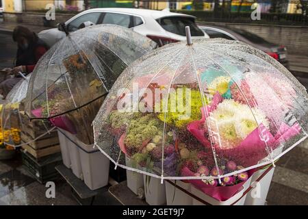 Sankt Petersburg, Russland - 9. August 2021, Chrysanthemum Sträuße, bedeckt mit einem Regenschirm, zum Verkauf auf dem Straßenmarkt Stockfoto