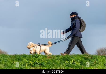 Paar Laufhunde, Hundespaziergänger im Winter, Hahnentauchen, die von den Besitzern geführt werden, Hundebesitzer gehen mit ihren beiden Hunden spazieren, zwei Hunde auf der Leitung laufen Stockfoto