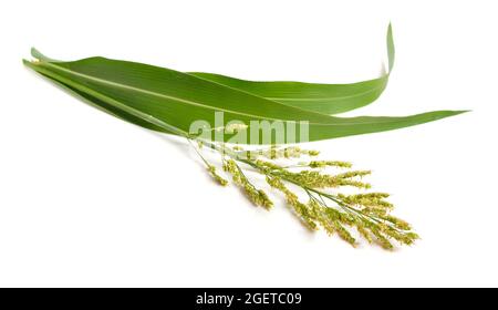 Sorghum bicolor, gemeinhin Sorghum genannt und auch bekannt als große Hirse, Durra, Jowari, Jowar oder milo. Isoliert Stockfoto