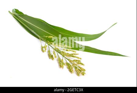 Sorghum bicolor, gemeinhin Sorghum genannt und auch bekannt als große Hirse, Durra, Jowari, Jowar oder milo. Isoliert Stockfoto