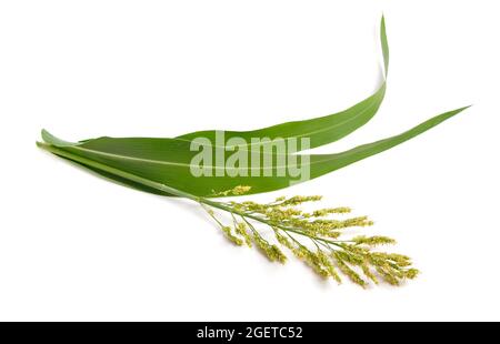 Sorghum bicolor, gemeinhin Sorghum genannt und auch bekannt als große Hirse, Durra, Jowari, Jowar oder milo. Isoliert Stockfoto