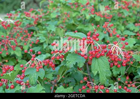 Die Beeren des roten Viburnums oder des viburnum opulus auf den Zweigen im herbstlichen Garten. Stockfoto
