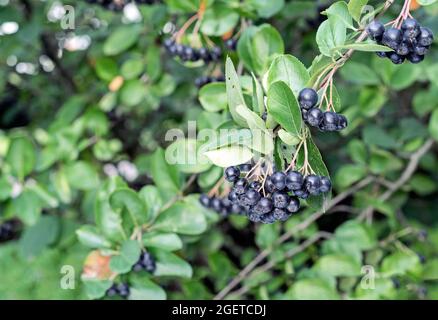 Reife Beeren von Apfelbeere oder Aronia melanocarp auf einem Ast. Stockfoto