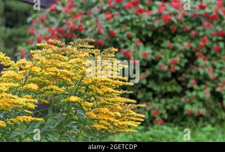 Gelber kanadischer Goldrute oder lat. Solidago canadensis vor dem Hintergrund eines roten Viburnum-Busches. Stockfoto