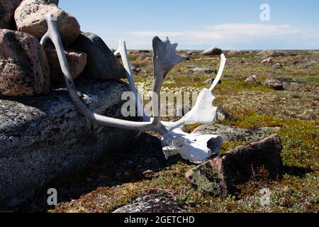 Karibus-Geweihe mit partiellem Schädel, gefunden auf arktischer Tundra im Sommer in der Nähe eines Felshaufens in der Nähe von Arviat, Nunavut Stockfoto