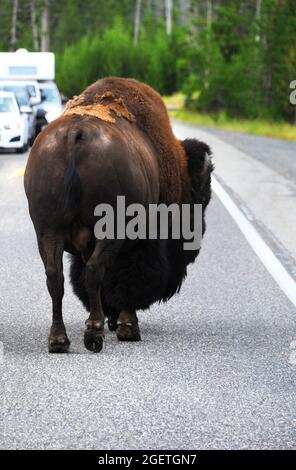 Bison geht mitten auf der Straße im Yellowstone National Park entlang. Der Verkehr wird gestoppt, wenn er auf der Überfahrt wartet. Stockfoto