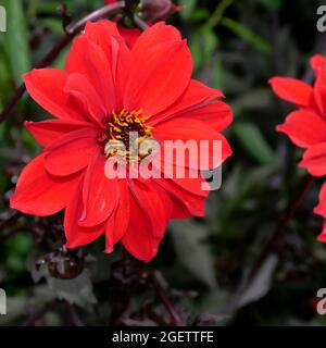 Biene auf einem Dahlia-Bischof von llandaff, Logan Botanic Garden, Mull of Galloway, Dumfries und Galloway, Schottland, Großbritannien Stockfoto