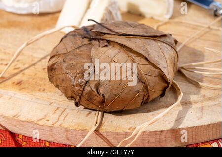 Geschmack der Provence, alte kleine Ziegenkäse Banon a la feuille in Kastanienblätter gewickelt und gebunden mit Bast, Frankreich Stockfoto