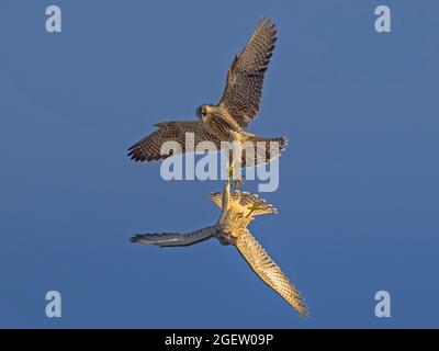 Zwei junge Peregrinenfalken (Falco peregrinus) mit Talon, Cambridgeshire, England Stockfoto