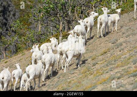 Dall Schafherde klettern am Berghang, Yukon, Kanada Stockfoto