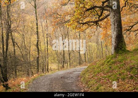 Strecke durch Wälder im Tilberthwaite Gebiet des Lake District, Großbritannien Stockfoto