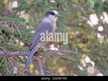 Grey jay, Grey jay, Canada jay - Perisoreus canadensis Stockfoto