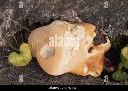 Ein Holzverwesungspilz (Ganodema resinaceum) auf einem toten Baum Stockfoto