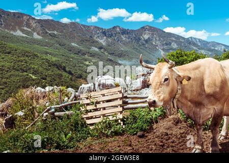 Landschaft des asturischen Gebirgspass von San Isidro in Spanien.auf dem Foto sieht man im Vordergrund eine typische lokale Kuh.das Foto wurde aufgenommen Stockfoto