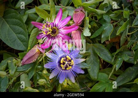 Nahaufnahme der rosa, magentafarbenen und violett-blauen Passionsblume (Passiflora incarnata) mit grünen Weinblättern. Stockfoto