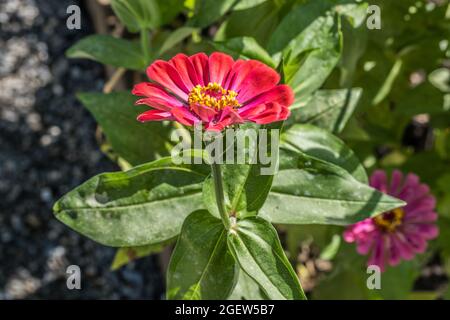 Eine leuchtend kräftige, tiefrosa Farbe, die vollständig geöffnete Zinnia-Blüte, die an einem sonnigen Tag im Sommer Bienen und Schmetterlinge anzieht Stockfoto