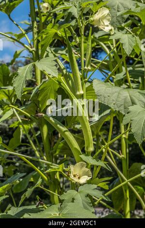 Eine Teilansicht einer hohen, gesunden Okra-Pflanze mit mehreren grünen, zur Ernte bereitstehenden Hülsen und hellgelben Blüten, die an einem sonnigen, heißen Sommertag blühen Stockfoto