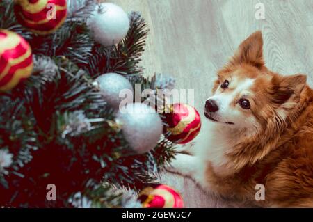 Porträt eines Ingwerhundes am Weihnachtsbaum Stockfoto