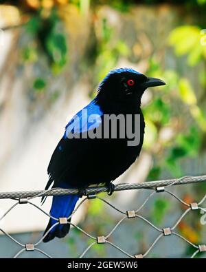 Asiatischer Feenbluebird (Irena puella) in Nahaufnahme Stockfoto
