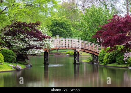 Die hölzerne Bogenbrücke erstreckt sich über den See, von der Küste zur Insel, in einem japanischen Garten. Farbenfrohe Bäume an den Ufern. Grüne Bäume im Hintergrund. Stockfoto