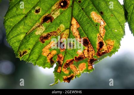 Ein Horse Chestnut Baum mit Anzeichen von Leaf Blotch Disease, Worcestershire, England. Stockfoto