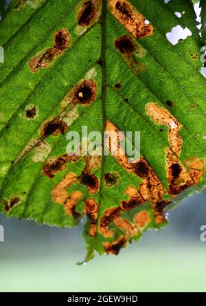 Ein Horse Chestnut Baum mit Anzeichen von Leaf Blotch Disease, Worcestershire, England. Stockfoto