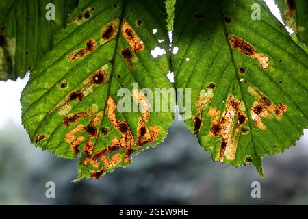 Ein Horse Chestnut Baum mit Anzeichen von Leaf Blotch Disease, Worcestershire, England. Stockfoto