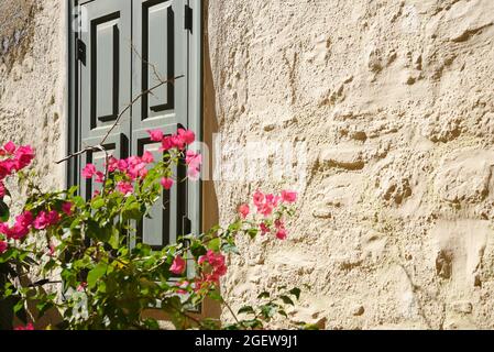 Olivgrüne Fensterläden an einer Steinwand mit dem Hauch einer rosa Bougainvillea in Anafiotika, Athen, Griechenland. Stockfoto