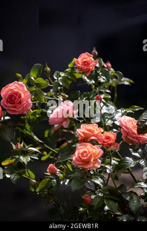 Lachsfarbener Rosenbusch in voller Blüte bei tiefem Nachmittagssonne vor dunklem Hintergrund Stockfoto