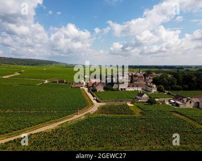 Luftblick auf grüne Grand Cru- und Premier Cru-Weinberge mit Reihen von Pinot Noir-Trauben in Cote de nuits, die aus berühmten roten und weißen Burgun hergestellt werden Stockfoto