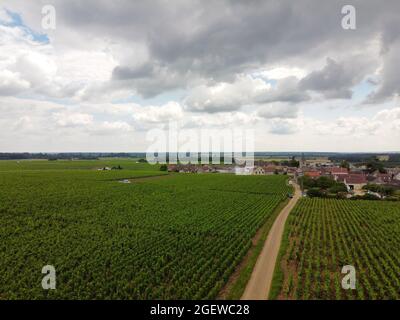 Luftblick auf grüne Grand Cru- und Premier Cru-Weinberge mit Reihen von Pinot Noir-Trauben in Cote de nuits, die aus berühmten roten und weißen Burgun hergestellt werden Stockfoto