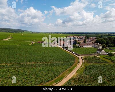 Luftblick auf grüne Grand Cru- und Premier Cru-Weinberge mit Reihen von Pinot Noir-Trauben in Cote de nuits, die aus berühmten roten und weißen Burgun hergestellt werden Stockfoto